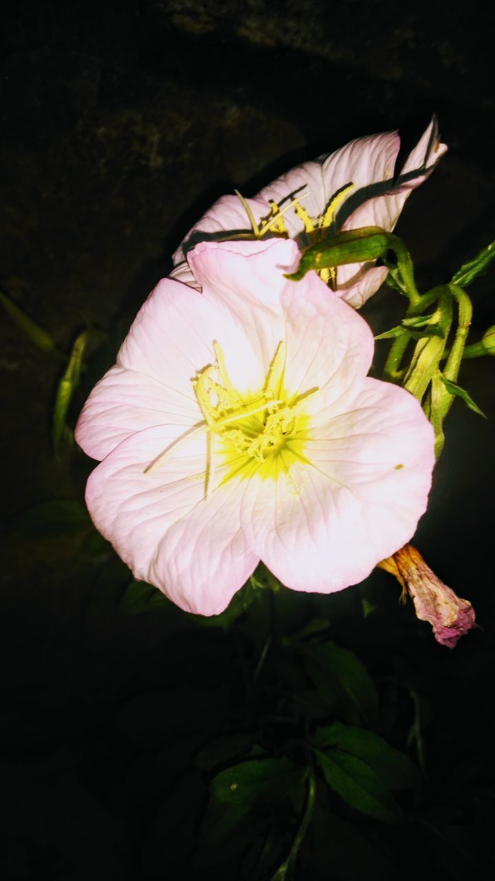 CLOSE-UP OF WHITE FLOWER