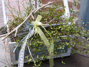 Close-up of plant against trees