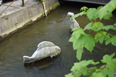 High angle view of turtle in water