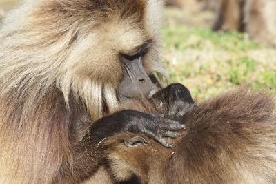 Close-up of monkeys