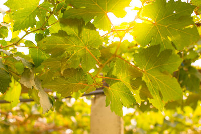 Close-up of fruit growing on tree