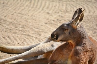 A kangaroo resting on the sand