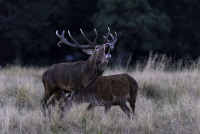 Red deer bellowing while standing on grassy field