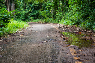 Road amidst trees in forest