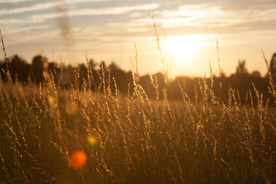 Scenic view of field against sky at sunset