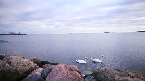 Seagulls on sea shore