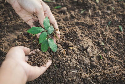 Cropped hands of people planting seedling on field
