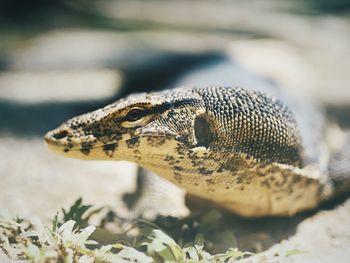 Close-up of lizard