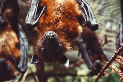 Portrait of flying fox