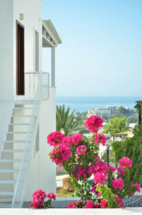 Pink flowering plants by swimming pool against building