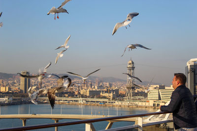 Seagulls flying over river in city