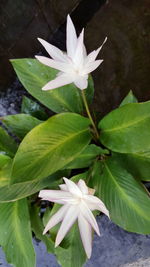 Close-up of white flowering plant