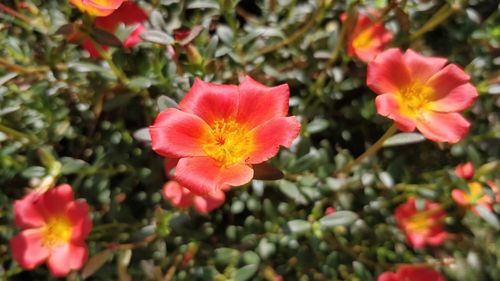 Close-up of pink flowering plants