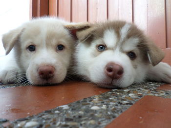 Close-up portrait of puppy