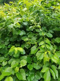 Full frame shot of green leaves