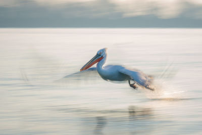 Pelican swimming in lake