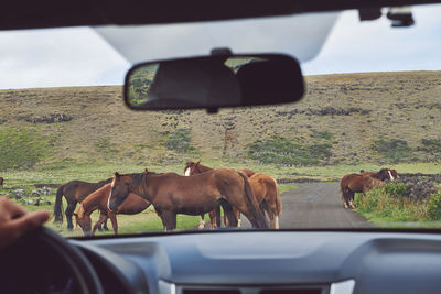 Horses standing on road seen through car windshield