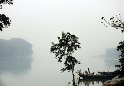 Tree by lake against clear sky