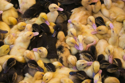 Full frame shot of ducklings