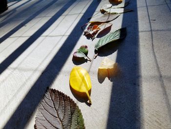 High angle view of yellow leaves on street