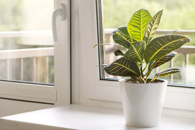 Close-up of potted plant on window sill at home