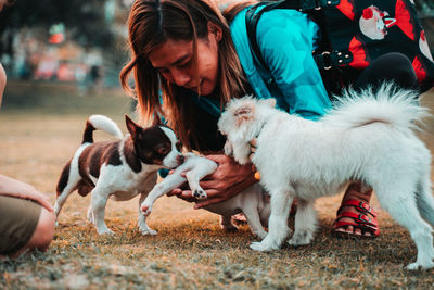 Two dogs lying on land