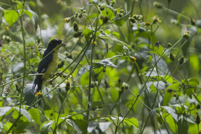 Close-up of bird perching on a plant