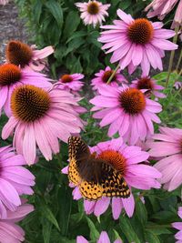 High angle view of various flowers blooming outdoors