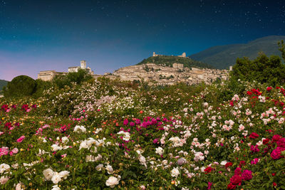 High angle view of flowering plants on field against sky at night