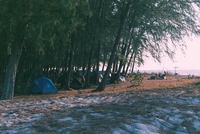 Scenic view of forest