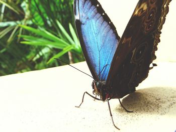 Close-up of butterfly perching on leaf