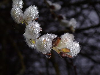 Close-up of frozen plant