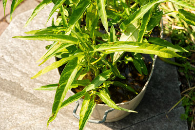 plant