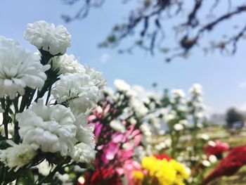 Close-up of white flowers blooming on tree