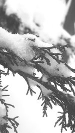 Close-up of frozen tree against sky