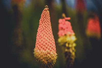 Close-up of red flower on plant