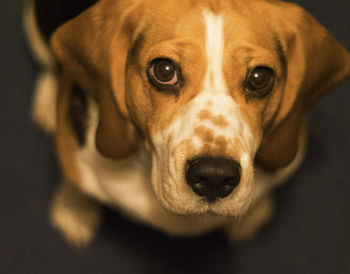 Close-up portrait of dog