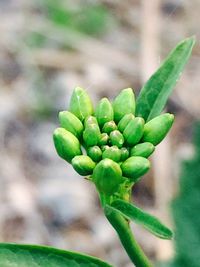 Close-up of plant growing outdoors