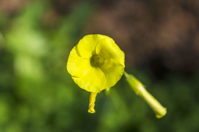 Close-up of yellow flower blooming outdoors