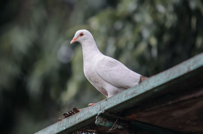 Close-up of seagull perching on railing