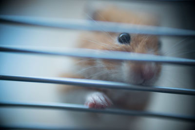 Close-up of cat in cage