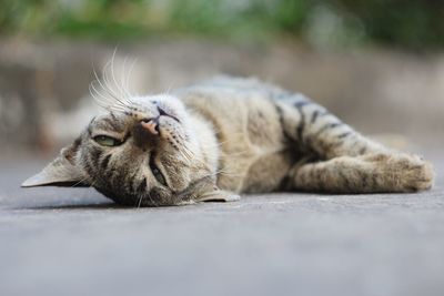 Close-up of a cat