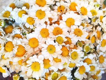 Close-up of yellow daisy flowers