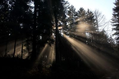 Trees in forest against sky