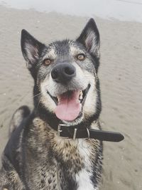 Portrait of dog on sand