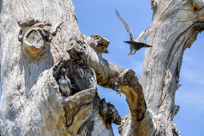 Low angle view of pigeons by tree trunk