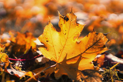 Close-up of maple leaves on field during autumn
