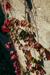 Plant growing on wall