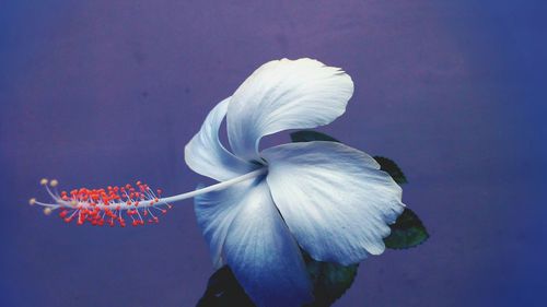 Close-up of flower against blurred background