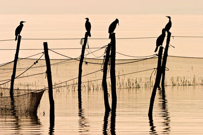 Great cormorant resting after fishing at a fishnet